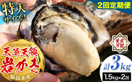 天領岩牡蠣 約1.5kg 2回 定期便 福島水産[2026年5月から出荷]熊本県 苓北町 牡蠣 かき カキ 岩カキ 岩ガキ 貝 BIG ビッグ 生食 バーベキュー 夏天草 天領 苓北 熊本 旬 シーズン 送料無料[配送不可地域あり]