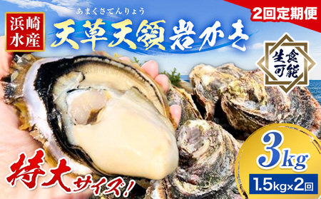 先行予約 ふるさと納税総合ランキング入賞 牡蠣 カキ 天草天領 岩かき 特大 定期便 約 1.5kg 2回[2026年5月から出荷]海鮮 海産物 シーフード 魚貝類 かき 岩牡蠣 夏牡蠣 生食用 熊本県 苓北町 浜崎水産[配送不可地域あり]
