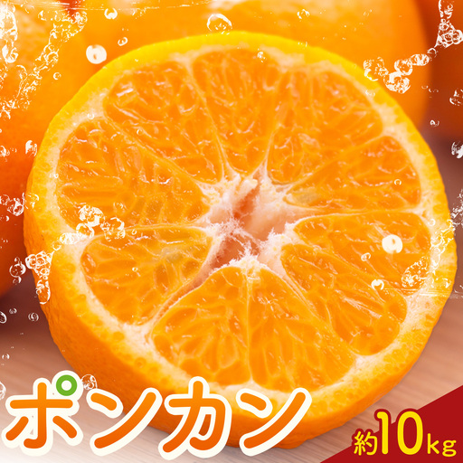 ポンカン10kg 高橋商店《12月上旬-2月中旬頃出荷》