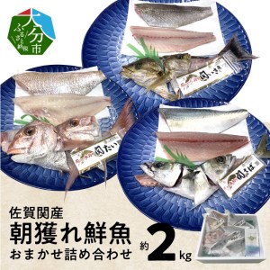 佐賀関産 朝獲れ鮮魚 おまかせ詰め合わせ 約2kg