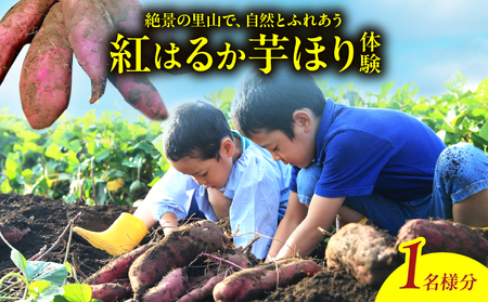 [別府ローケーション抜群] 別府産 蜜いも「紅はるか」芋ほり体験
