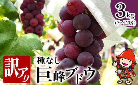 [先行予約]種なし 巨峰ブドウ (訳あり) 約3kg (7〜12房) | ブドウ ぶどう 葡萄果物 フルーツ くだもの 産地直送 甘い 大分県産 九州産 中津市