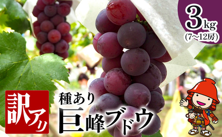 種あり 巨峰 ブドウ (訳あり) 約3kg (約7〜12房) | ブドウ ぶどう 葡萄 果物 フルーツ 果実 くだもの 訳あり 訳アリ 家庭用 産地直送 大分県産 九州産 大分県 中津市