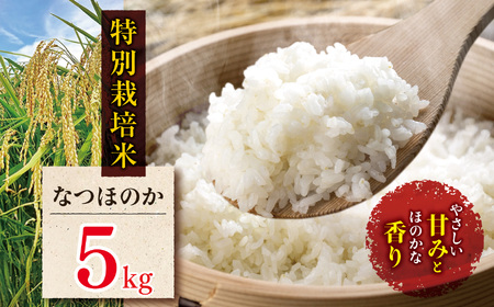 ʍ͔| Ȃق̂ 5kg |        ͂ Y 5L 啪Y BY 啪 Îs