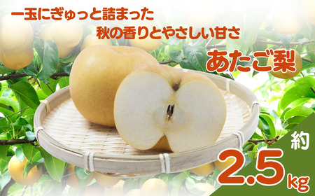 大分県産 あたご梨 5〜6個 ( 約2.5kg ) | いわき農園 梨 なし 新鮮 産地直送 数量限定 果物 くだもの フルーツ ギフト 大分県産 九州産 大分県 中津市