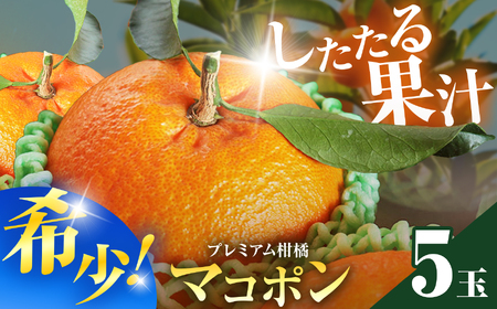 紅モンスター マコポン5玉 | フルーツ 果物 くだもの 果実 柑橘 柑橘類 まこぽん マコポン オレンジ ゼリーオレンジ 不知火 国産 中津市産 産地直送 大分県 中津市