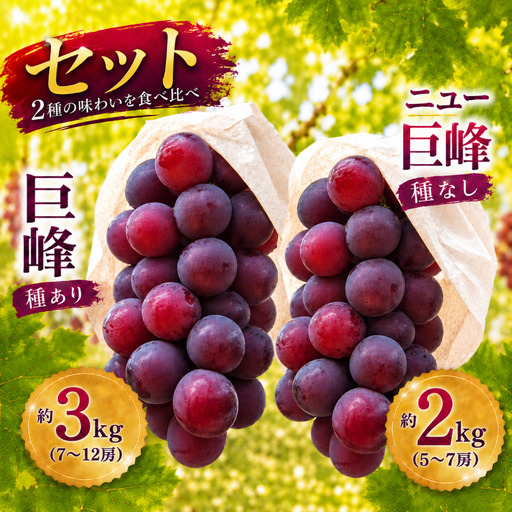 巨峰 約3kg (7〜10房) + ニュー巨峰 約2kg (5〜7房) セット | ぶどう 果物 フルーツ 産地直送 甘い 種あり 種なし 大分県産 九州産 中津市 国産 送料無料