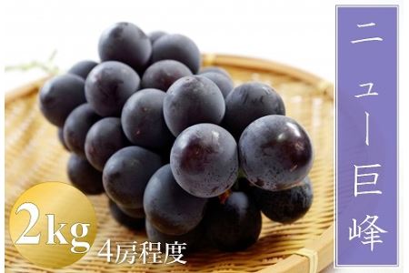 【先行予約】【数量限定】宮内果樹観光園のニュー巨峰 約2kg ぶどう 4房程度 | フルーツ 果物 くだもの ブドウ 葡萄 巨峰 ニュー巨峰 産地直送 国産 大分県 中津市
