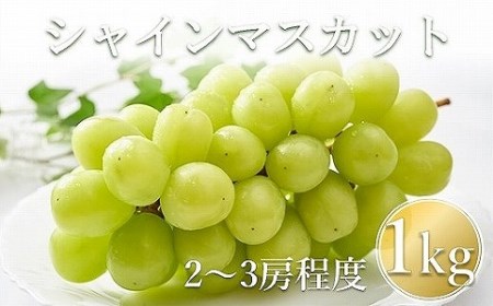 【先行予約】【数量限定】宮内果樹観光園のシャインマスカット 約1kg 2房前後 | フルーツ 果物 くだもの ぶどう ブドウ 葡萄 シャインマスカット マスカット 産地直送 国産 大分県 中津市
