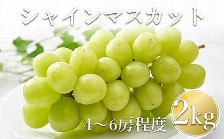 【先行予約】【数量限定】宮内果樹観光園のシャインマスカット 約2kg 5房前後 | フルーツ 果物 くだもの ぶどう ブドウ 葡萄 シャインマスカット マスカット 産地直送 国産 大分県 中津市