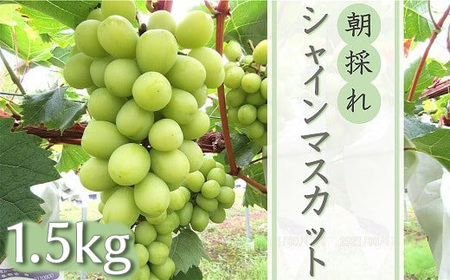 【先行予約】中津市産ぶどう シャインマスカット 約1.5kg | フルーツ 果物 くだもの ぶどう ブドウ 葡萄 マスカット 国産 産地直送 おきだいふぁーむ ぶどう園 大分県 中津市