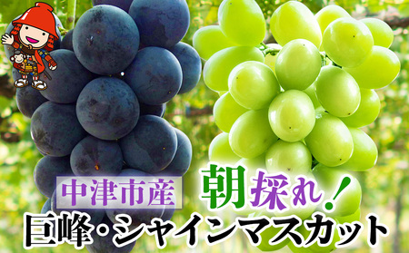 [数量・期間限定] 中津産の巨峰とシャインマスカット中野観光ぶどう園 | 果物 フルーツ くだもの ぶどう ブドウ 葡萄 シャインマスカット マスカット 巨峰 大分県 中津市