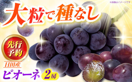 [先行予約 ・25年9月以降順次発送] ピオーネ 1箱(600〜700g)×2房 / ピオーネ ピオーネ ピオーネ ピオーネ ピオーネ ピオーネ / 日田市 / JAおおいた [AREW004]