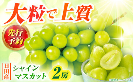 [先行予約・9月以降順次発送]シャインマスカット 1箱 (600g〜700g×2房) 日田市 / JAおおいた シャインマスカット [AREW005]