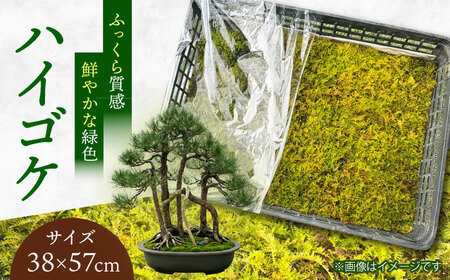 苔(ハイゴケ) テラリウム 園芸 ガーデニング 日田市 / 株式会社いけ田緑康園[ARGJ001]