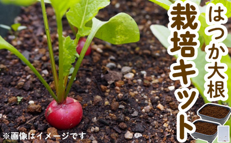 はつか大根栽培キット 甘日大根 二十日大根 家庭菜園 庭 ベランダ 手軽 栽培野菜 大分県 佐伯市 [HD237][さいき本舗 城下堂]