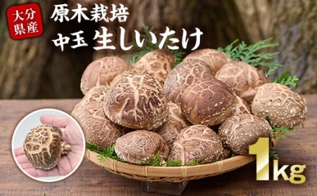 原木栽培の中玉生しいたけ（1kg）九州産 大分県産 国産 しいたけ 椎茸