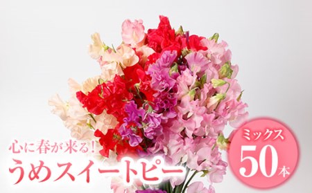 [農家直送]スイートピー ミックス (50本) 期間限定 花 切り花 生花 九州産 国産 大分県 佐伯市 宇目 清幸農園[BZ61][清幸農園(有)]