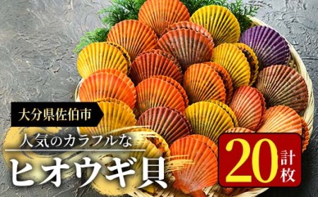 ☆海の直売所☆人気のヒオウギ貝　20枚
