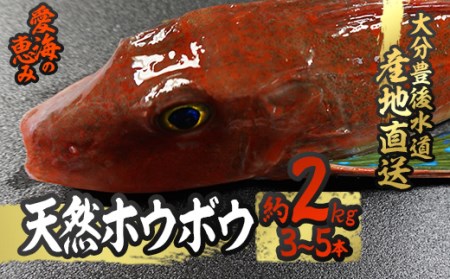 天然 ホウボウ (約2kg・計3-5本) 直送 産直 漁師 魚 鮮魚 天然 ホウボウ 魴ぼう 白身魚 獲れたて 刺身 煮つけ 塩焼き 冷蔵 豊後水道 鮮魚 大分県 佐伯市[CS10][ (有)丸昌水産]