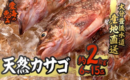 天然 カサゴ (約2kg・計6-15匹) 直送 産直 漁師 魚 鮮魚 天然 カサゴ 白身魚 獲れたて 刺身 煮つけ フライ 唐揚げ 塩焼き 冷蔵 豊後水道 鮮魚 大分県 佐伯市【CS15】【 (有)丸昌水産】