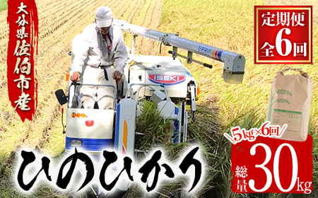 ߘa7NYVāցE6 (A)啪Ђ̂Ђ (30kgE5kg×6)   6 Ђ̂Ђ qmqJ   V 啪YyAJ82zyP[LgكNAJEh[l