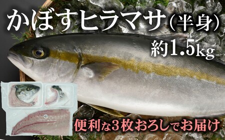 [期間限定]爽やかな味わい!「うすき産かぼすヒラマサ」約1.5kg(半身)