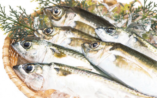 朝獲れ新鮮!最高の漁場 豊後水道で獲れた鮮魚詰め合わせ