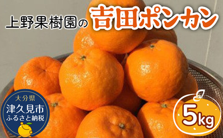 上野果樹園の吉田ポンカン 5kg|ぽんかん ぽんかん ぽんかん ぽんかん ぽんかん