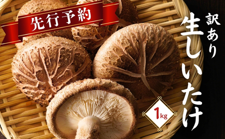 [先行予約・訳あり]椎茸 肉厚生椎茸 1kg | 津久見市