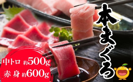 本まぐろ 中トロ 約500g・赤身 約600gセット 鮪 海鮮丼 刺し身 刺身 盛り合わせ 冷凍 魚の刺身 大分県産 九州産 津久見市 国産[tsu000309]