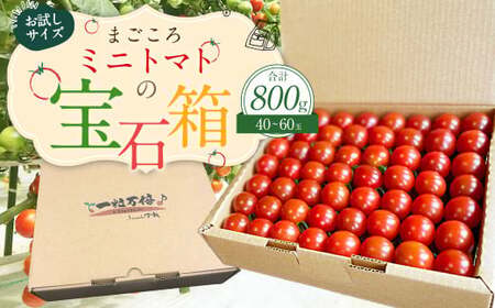 [2024年7月上旬発送開始]お試しサイズ まごころミニトマトの宝石箱 800g (約40〜60玉) サンチェリーピュア 夏秋ミニトマト トマト 野菜