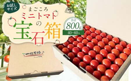 お試しサイズ まごころミニトマトの宝石箱 800g (約40〜60玉) サンチェリーピュア 夏秋ミニトマト トマト 野菜 [2025年7月上旬から11月下旬まで発送予定]