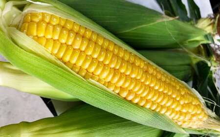 朝採りとうもろこし 恵味ゴールド 10本入り [2026年7月上旬〜8月上旬発送予定]