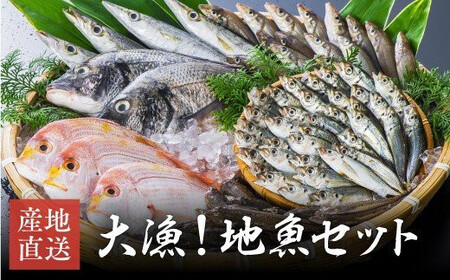  獲れたら発送!!地魚セット(高田魚市場)