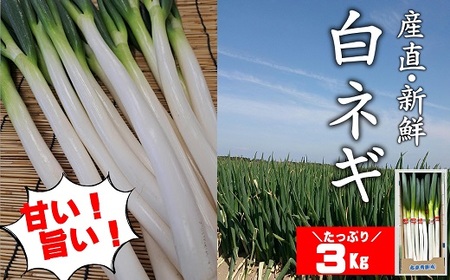[先行予約] 国産 白ネギ 3kg |豊後高田市 ネギ