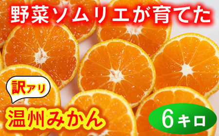 [訳あり・規格外品]野菜ソムリエ石児さんの「温州みかん 6kg」 ミカン みかん 蜜柑 柑橘 6kg 柑橘類 訳あり 甘い 温州みかん フルーツ [103-031]