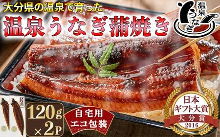 完全無投薬養殖!温泉うなぎ蒲焼 2尾(120gサイズ) 自宅用 エコ包装 [104-067]