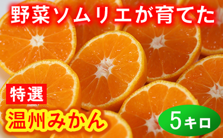 野菜ソムリエ石児さんの「特選 温州みかん 5kg」 ミカン みかん 柑橘 5kg 柑橘類 先行予約 11月 12月 1月 甘い 温州みかん フルーツ [103-006_5]