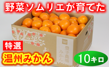 野菜ソムリエ石児さんの「特選 温州みかん 10kg」 ミカン みかん 柑橘 10kg 柑橘類 先行予約 11月 12月 1月 甘い 温州みかん フルーツ [103-007_5]