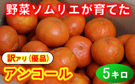 【訳あり・優品】野菜ソムリエ石児さんの「アンコール 5kg」 ミカン みかん 蜜柑 柑橘 5kg 訳あり 甘い 柑橘類 アンコール アンコールオレンジ フルーツ 3月 先行予約 ＜103-019_5＞