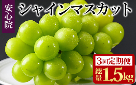 [定期便・全3回(連続)]シャインマスカット(総量1.5kg・500g×3回)フルーツ 果物 葡萄 ぶどう 安心院 人気 ランキング[先行予約受付中!2025年8月下旬より順次発送予定][北海道 沖縄 離島配送不可][206300500][大分県農業協同組合 北部エリア]
