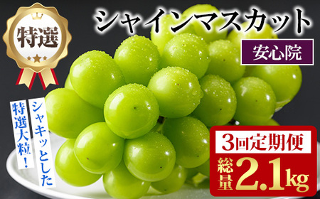 [定期便・全3回(連続)]特選シャインマスカット(総量2.1kg・約700g×3回)シャインマスカット ぶどう 葡萄 フルーツ 果物 くだもの 果実 特選[先行予約受付中!2025年8月下旬より順次発送予定][北海道、沖縄、離島配送不可][206300200][大分県農業協同組合 北部エリア]