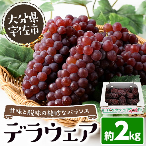 ＜先行予約受付中！2026年7月上旬以降順次発送予定＞＜数量限定＞デラウェア (約2kg) デラウェア 葡萄 ぶどう フルーツ 果物 くだもの 果実【115800200】【大分中央農産】