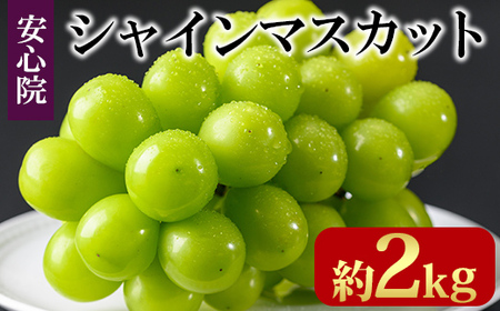 シャインマスカット(約2kg)フルーツ 果物 葡萄 ぶどう 安心院 人気 ランキング＜先行予約受付中！2025年8月下旬より順次発送予定＞＜北海道 沖縄 離島配送不可＞【106300501】【大分県農業協同組合　北部エリア】