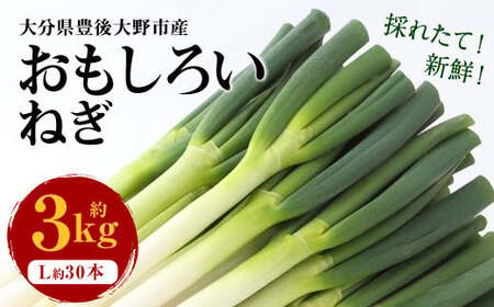 073-1182-1 豊後大野市産 おもしろいねぎ 3kg(Lサイズ30本)長ねぎ 長ネギ 白ネギ 白ねぎ ネギ ねぎ 葱 白葱