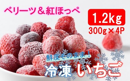 2418R_鮮度そのまま! 冷凍完熟いちご / ベリーツ&紅ほっぺ 1.2kg (300g×4P)