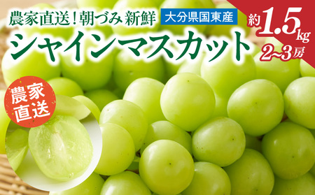 2537R_[先行予約] 農家直送! 新鮮! 朝づみ シャインマスカット 約1.5kg 令和7年産 フルーツ 果物 贈答 大分県産 採れたて