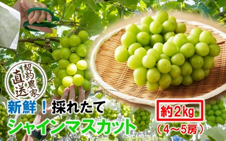 �e���r�ŏЉ��܂����I�y��s�\��z�y�ߘa8�N�����z�_�ƒ����I �V�N�I ���Â� �V���C���}�X�J�b�g 2kg (4�`5�[) �t���[�c �ʕ� ���� �啪���Y �̂ꂽ��_2537R-3