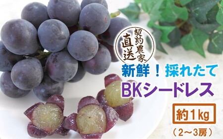 テレビで紹介されました![先行予約][令和8年発送]農家直送! 新鮮! 朝づみぶどう BKシードレス 種なし 1kg フルーツ 果物 贈答 大分県産 採れたて_2657R-1